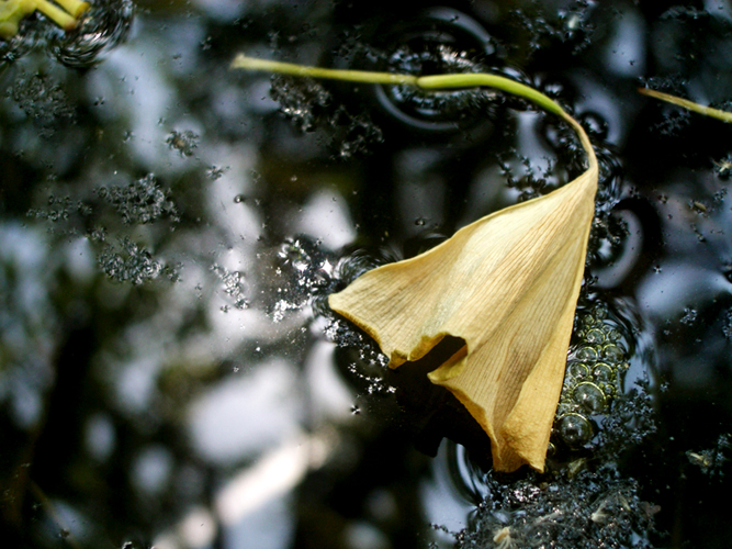 © photograph by Isaac Bloom