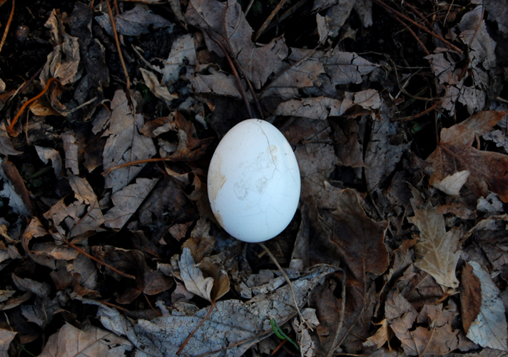 © photograph by Isaac Bloom