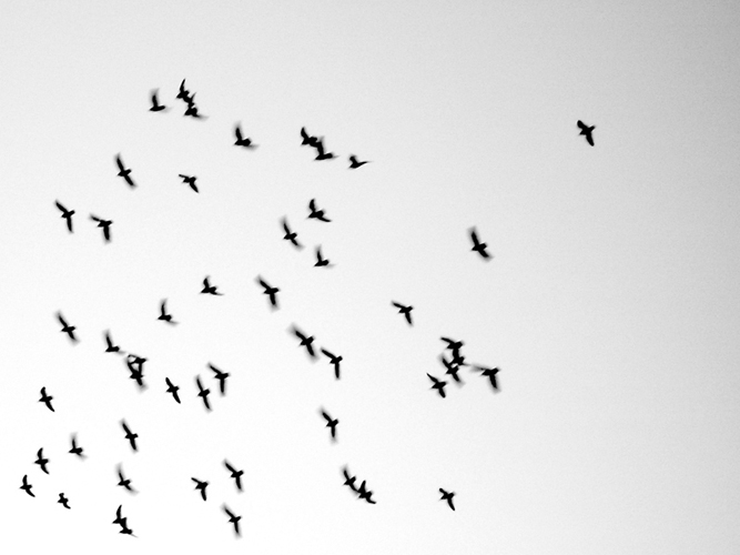 © photograph by Isaac Bloom