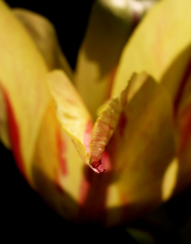 © photograph by Isaac Bloom