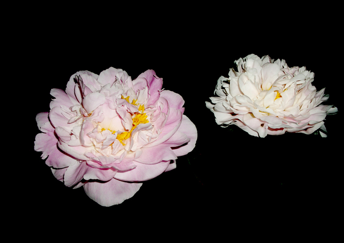 © photograph by Isaac Bloom