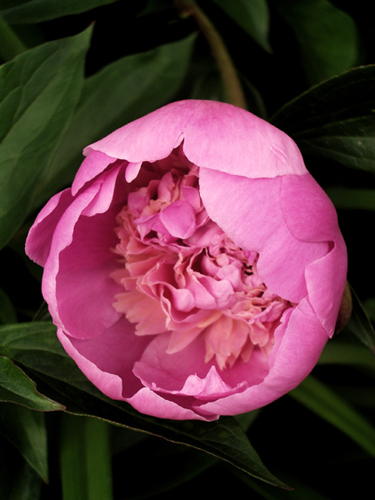 © photograph by Isaac Bloom