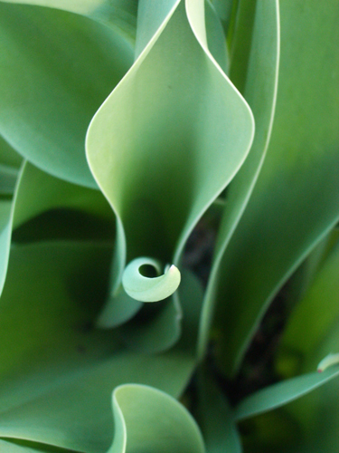 © photograph by Isaac Bloom