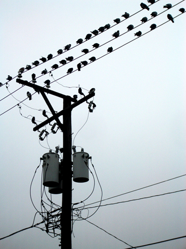 © photograph by Isaac Bloom