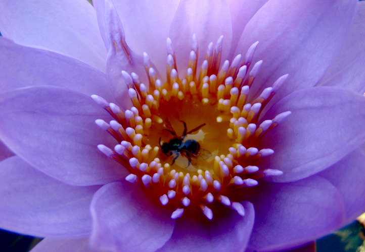 © photograph by Isaac Bloom