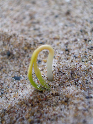 © photograph by Isaac Bloom