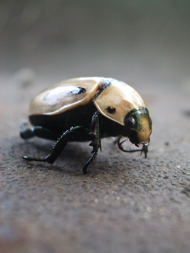 © photograph by Isaac Bloom