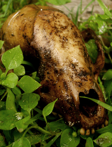 © photograph by Isaac Bloom